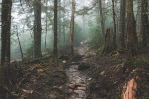 forest
